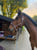 Annuncio cavallo