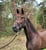Horse ad