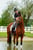 Annuncio cavallo