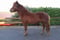 Annuncio cavallo
