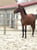 Annonce cheval