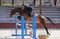 Anuncio de caballos