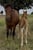 Horse ad