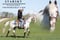 Horse ad