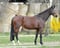 Annuncio cavallo