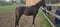 Horse ad