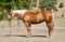 Annuncio cavallo