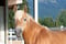 Annuncio cavallo