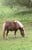 Annuncio cavallo