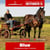 Paardadvertentie