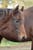 Annuncio cavallo