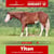 Horse ad