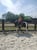 Annonce cheval