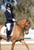 Horse ad