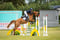 Horse ad