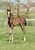Annuncio cavallo