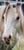 Annuncio cavallo