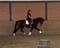 Horse ad