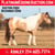 Horse ad