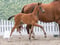 Horse ad