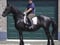 Annuncio cavallo