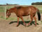 Horse ad