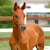 Paardadvertentie