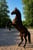 Horse ad