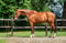 Annuncio cavallo