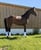 Horse ad