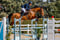 Horse ad