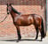Anuncio de caballos