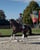 Horse ad