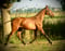 Horse ad