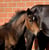 Horse ad