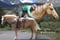 Annuncio cavallo