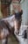 Horse ad
