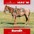 Horse ad