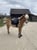 Annuncio cavallo