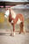 Annuncio cavallo