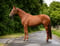 Annuncio cavallo