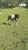 Annuncio cavallo