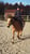 Annuncio cavallo
