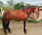 Anuncio de caballos