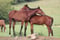 Annonce cheval