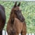 Horse ad