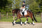 Annuncio cavallo