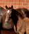 Horse ad