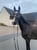 Horse ad