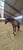 Horse ad